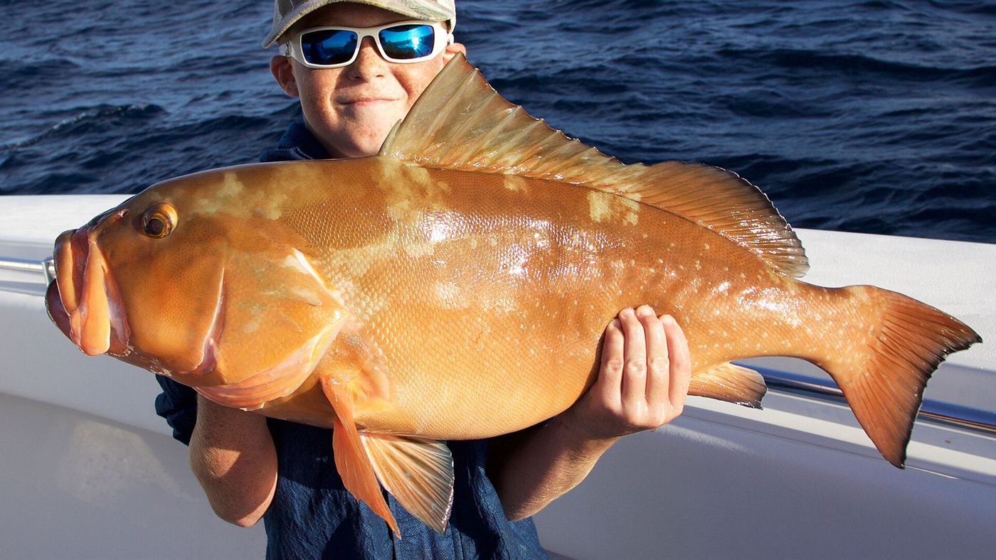 Garoupa-vermelha (Epinephelus morio) capturada e exibida por pescador em barco no Golfo do México