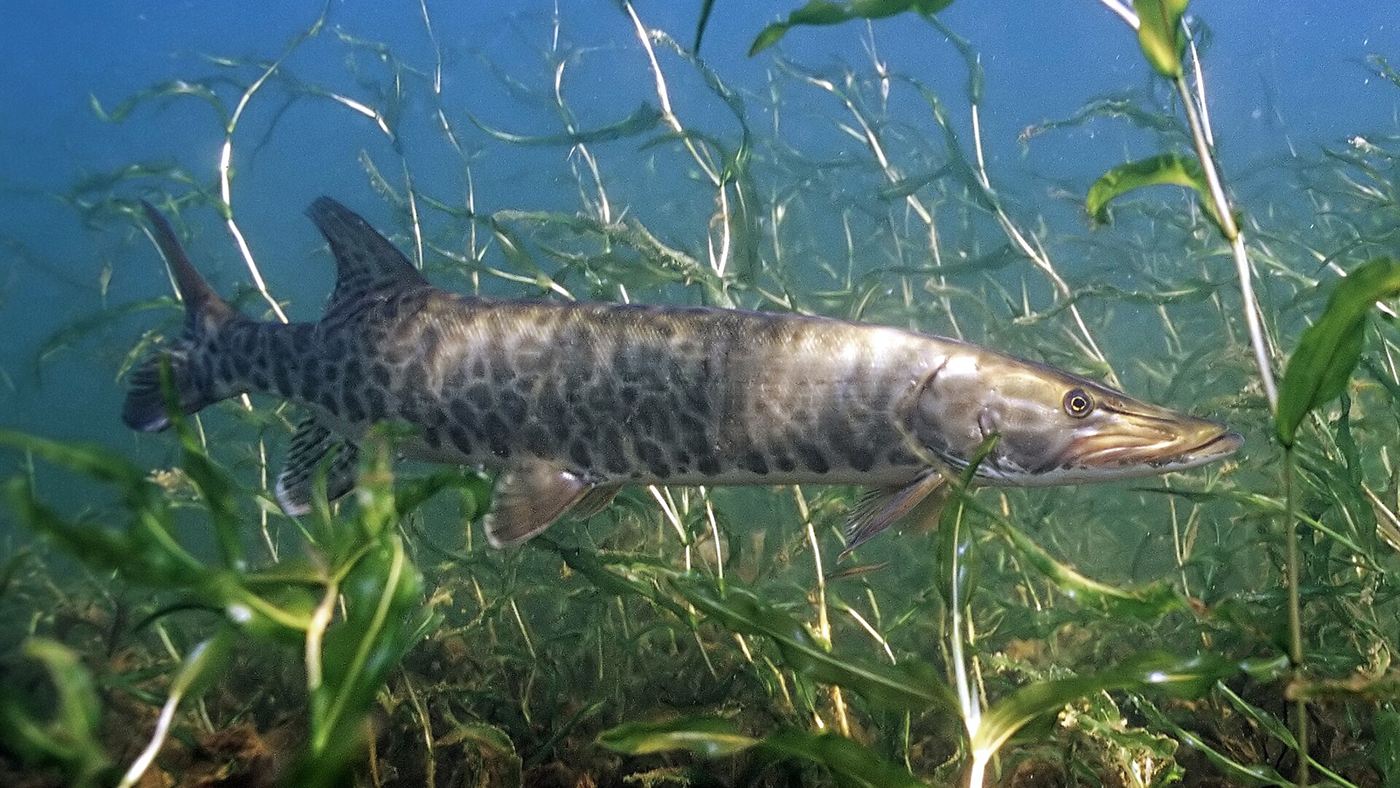Muskellunge (Esox masquinongy) nadando entre plantas aquáticas em lago da América do Norte