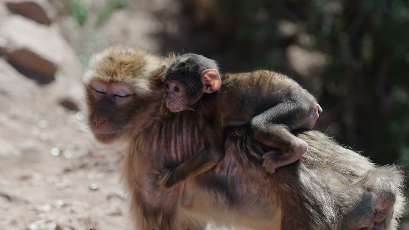 Imagem de divulgação: Macaca leva filhote para o alto das árvores para escapar de predadores, mas uma águia chega por cima e muda a ameaça na narrativa do vídeo