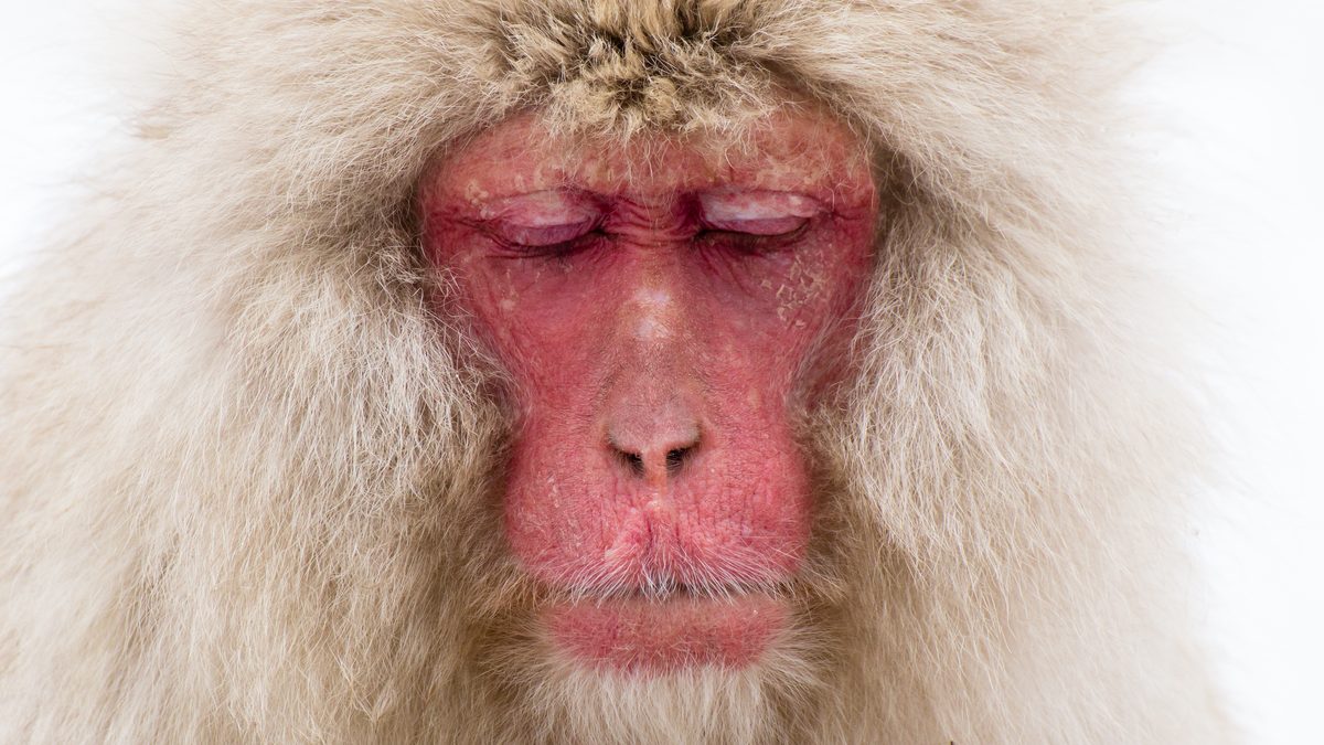 Rosto de macaco-japonês de olhos fechados e pelagem clara, com a face vermelha em destaque