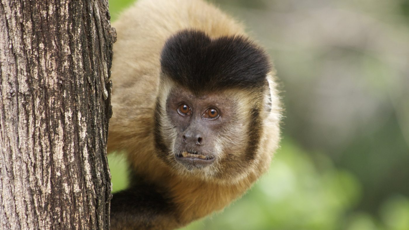 Macaco-prego adulto de pelo claro e topete preto espia por trás de um tronco de árvore na Serra da Capivara