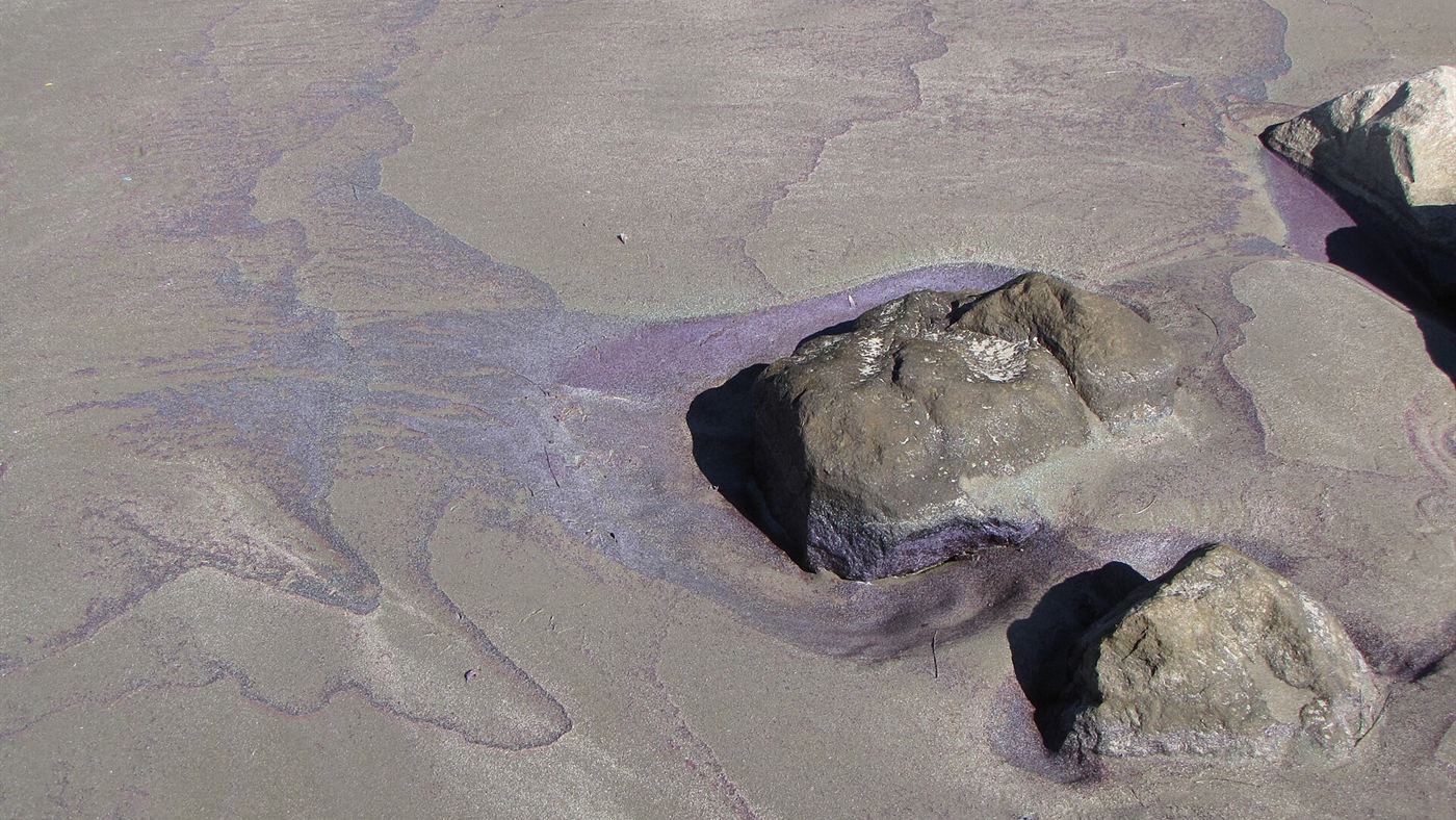 Mancha arroxeada de floração de algas na areia molhada ao redor de rochas, exemplo de maré vermelha nos Estados Unidos.