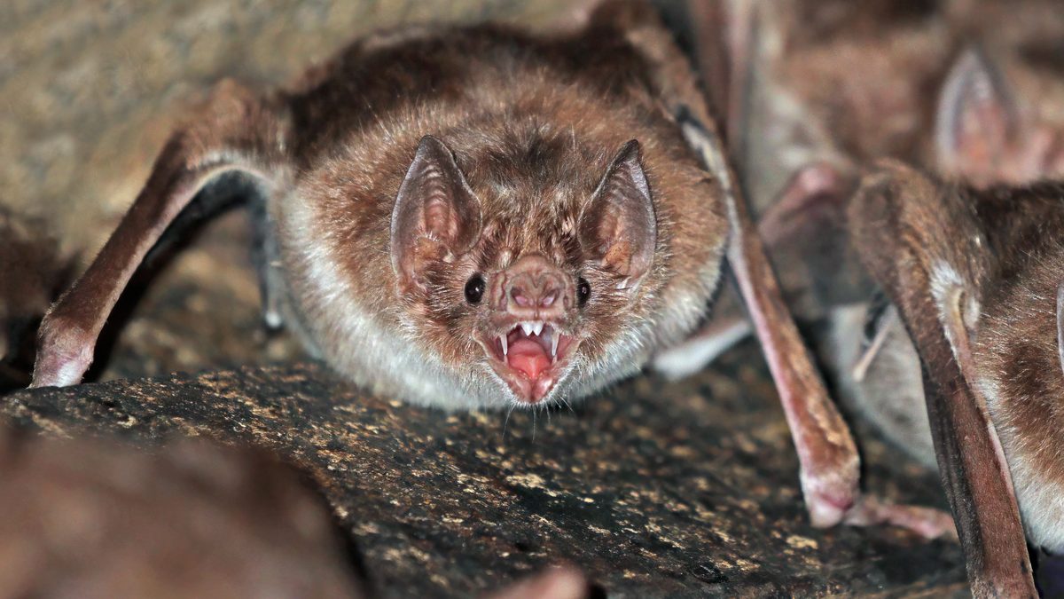 Morcego-vampiro-comum de boca entreaberta, com as presas à mostra, em meio a outros morcegos agrupados numa superfície de pedra