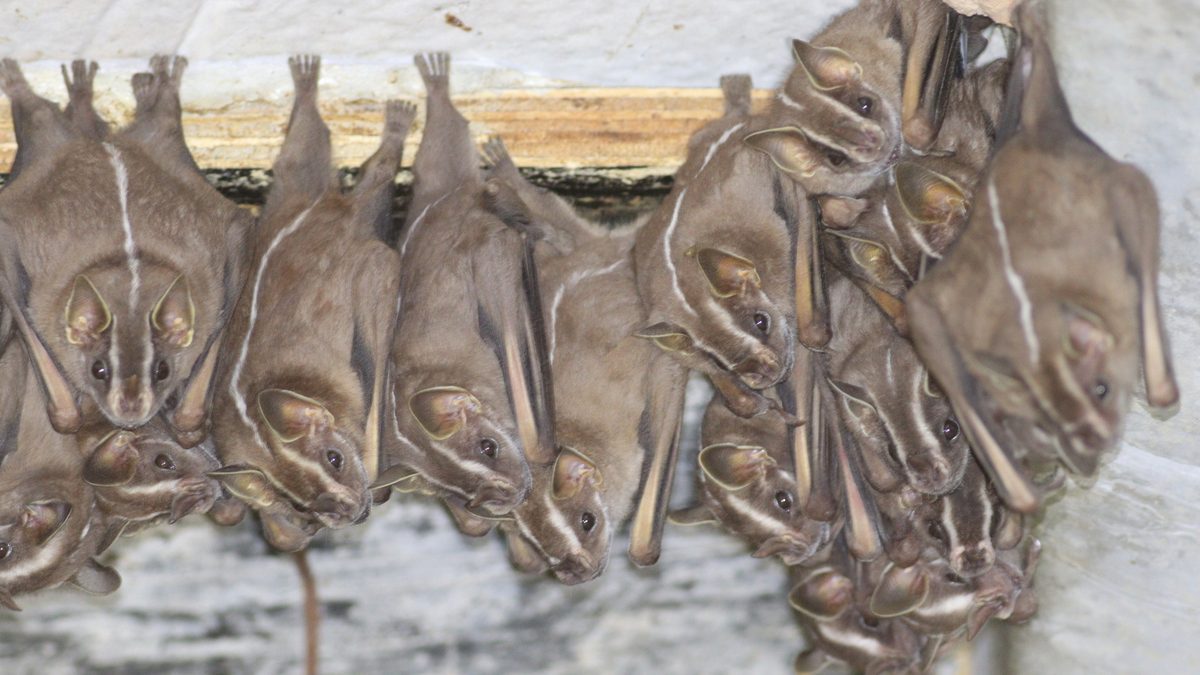 Grupo de morcegos Platyrrhinus lineatus pendurados de cabeça para baixo sob uma viga, com a listra branca nas costas e no rosto