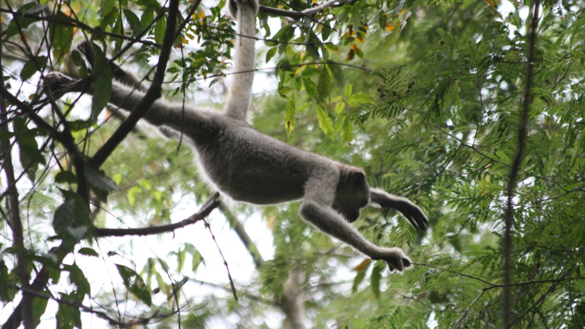Muriqui-do-norte pendurado pela cauda num galho, com os braços esticados para o galho seguinte, no meio da folhagem