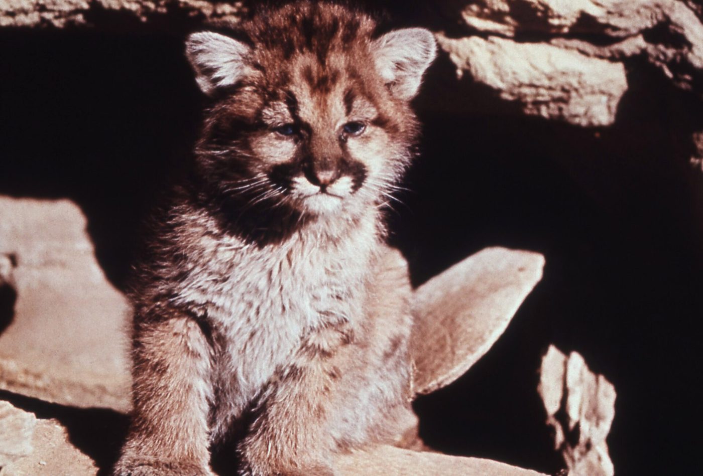 Filhote de onça-parda com manchas escuras no rosto e no corpo, sentado entre pedras