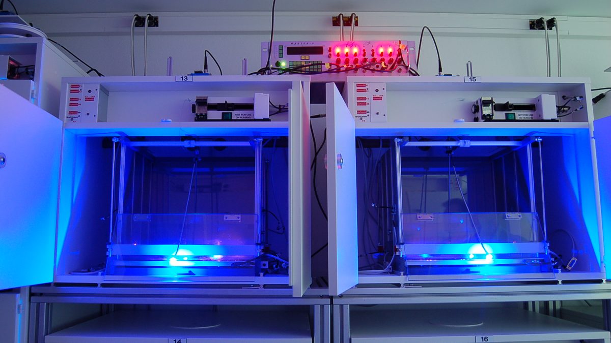 Dois armários brancos abertos com gaiolas iluminadas por luz azul usadas em experimentos de optogenética com ratos