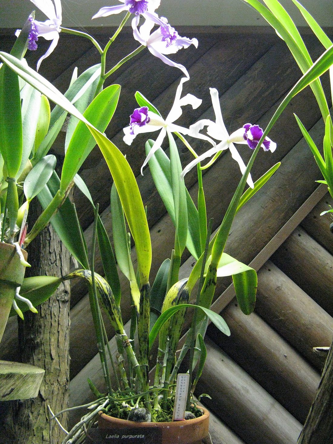 Cattleya purpurata, também chamada de Laelia purpurata, orquídea símbolo de Santa Catarina, nativa da Mata Atlântica do Sul do Brasil
