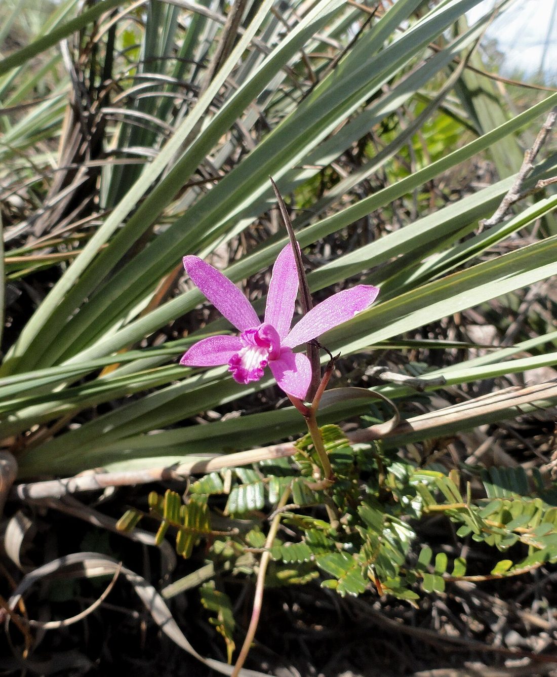 Cattleya pfisteri em floração numa mata de Cerrado na Chapada Diamantina, na Bahia