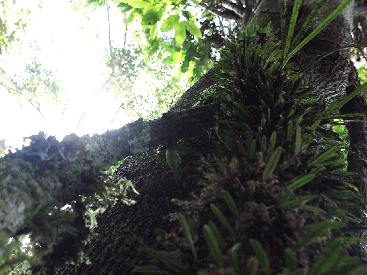 Epífitas, entre elas orquídeas, cobrindo o tronco de uma árvore na mata da Amazônia, em Atalaia do Norte, no Amazonas
