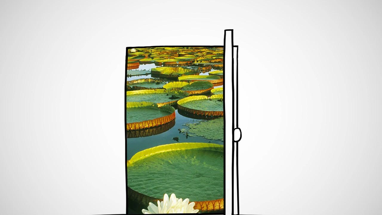 Imagem de divulgação: Pantanal faz parte da biosfera mesmo sem o título da UNESCO