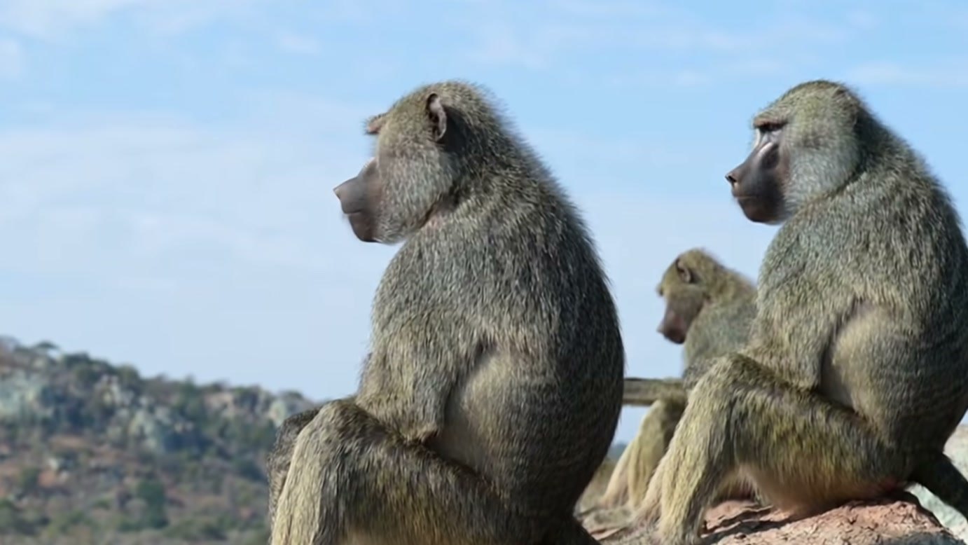 Imagem de divulgação: Pantera-negra mira filhote de macaco, mas reação do grupo transforma aproximação do predador em confronto na narrativa apresentada pelo Wildlife Kingdom Stories