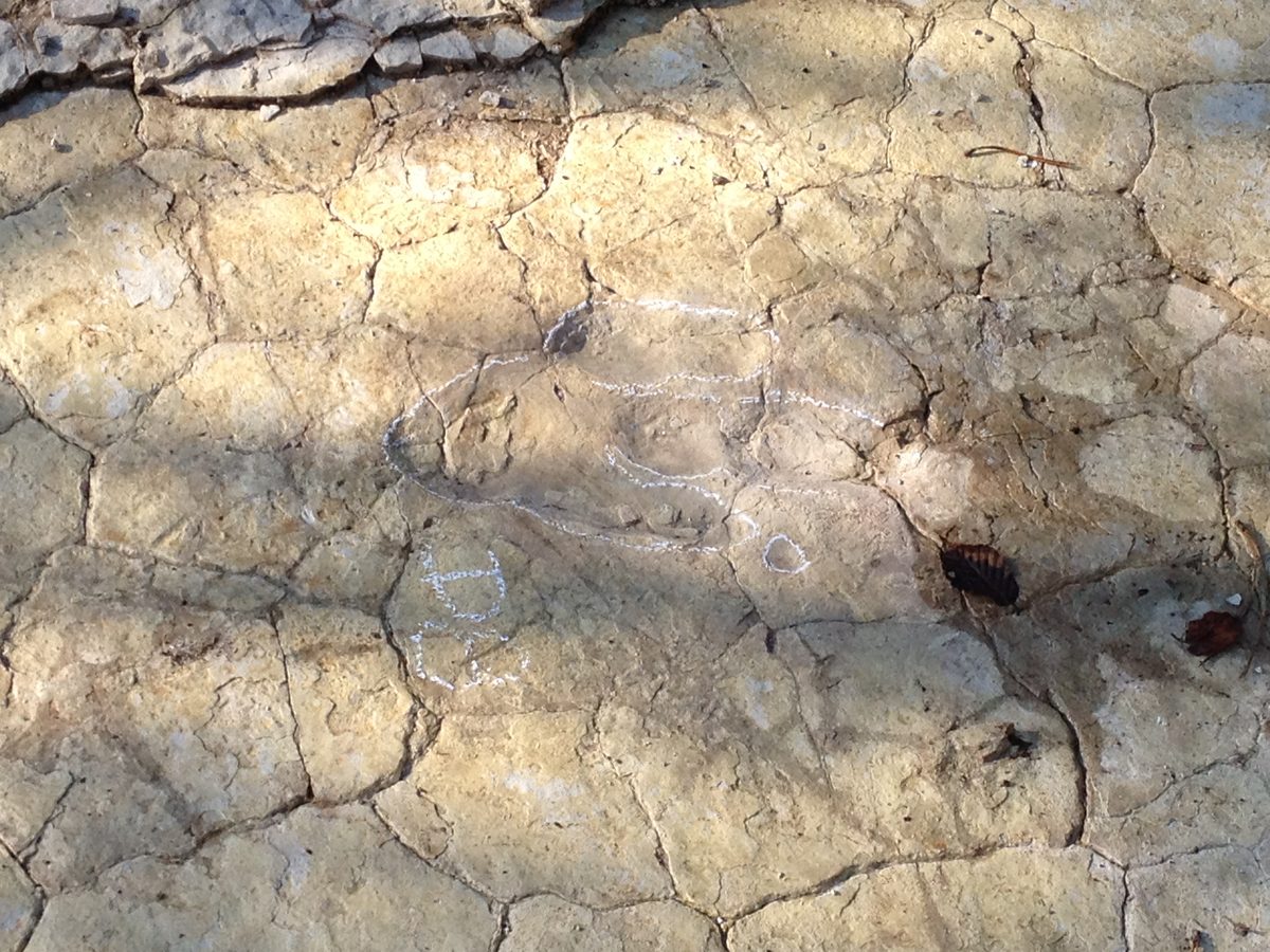 Pegada de três dedos de dinossauro carnívoro contornada com giz branco numa laje de calcário rachada, no sítio de Plagne
