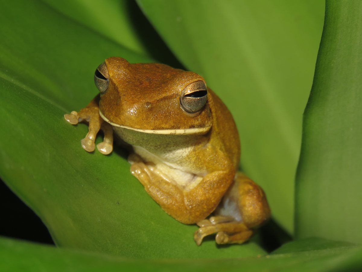 Perereca cor de caramelo com olhos grandes e dedos de ponta arredondada, apoiada entre folhas verdes largas