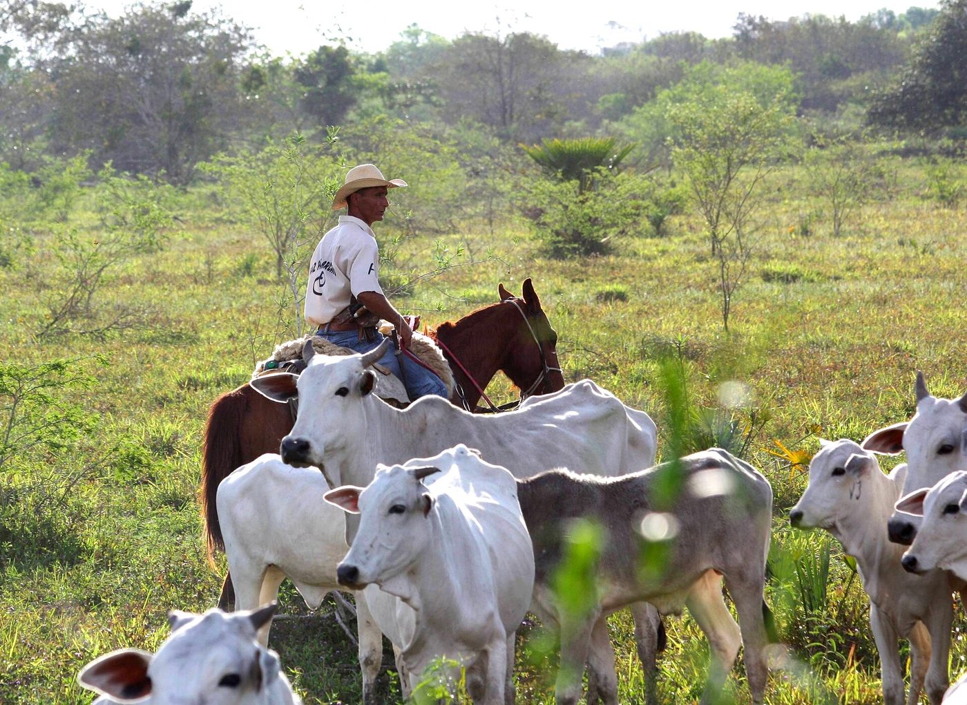 Vaqueiro a cavalo conduz gado zebu branco em pasto do Pantanal na região de Miranda, em Mato Grosso do Sul