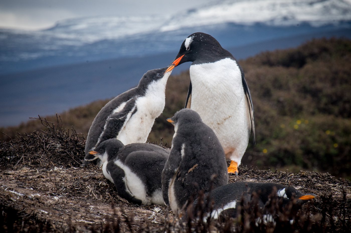 Pinguim-gentoo adulto de bico laranja inclinado sobre filhotes de penugem cinza num ninho de galhos secos, com montanhas nevadas ao fundo