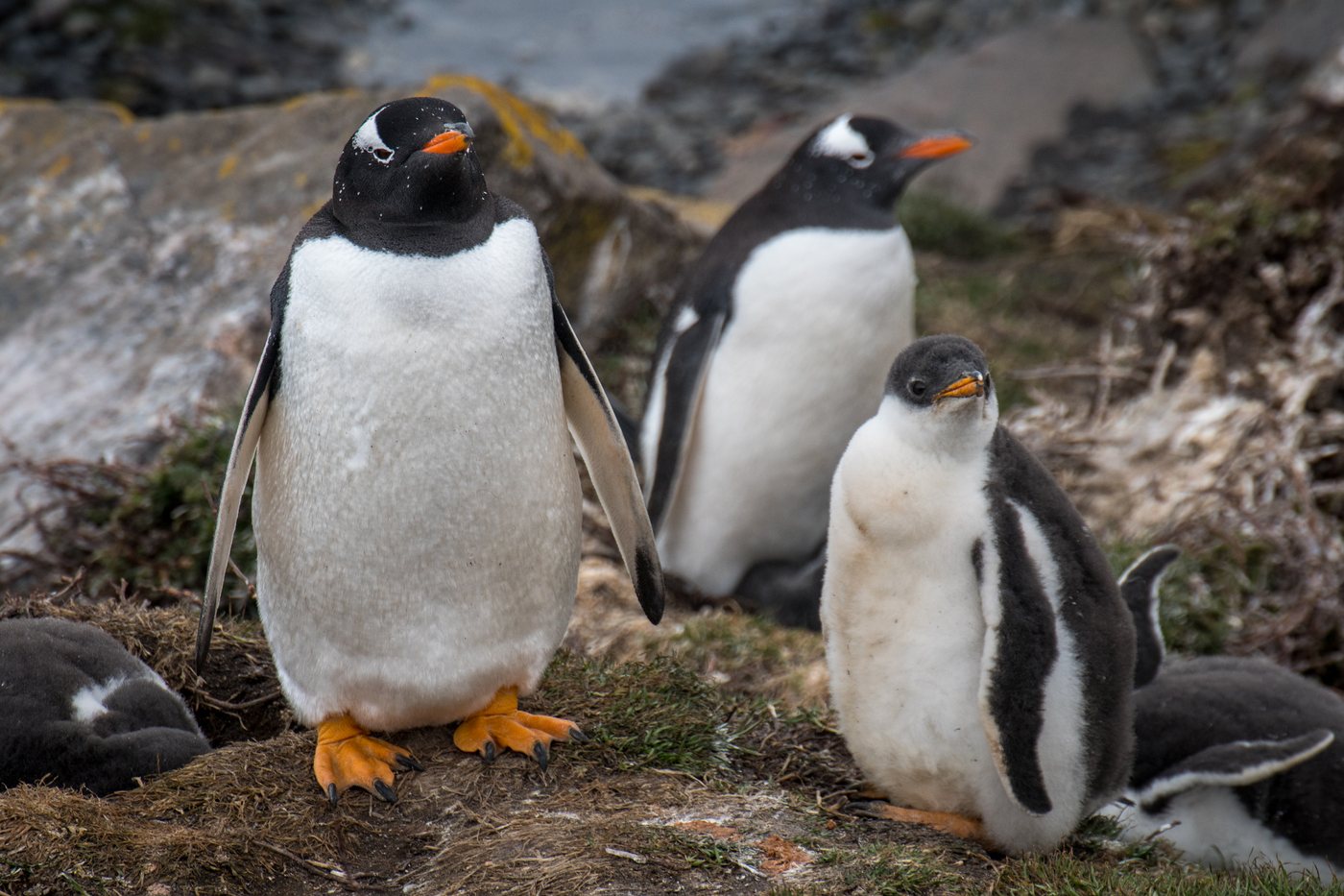 Dois pinguins-gentoo adultos e um filhote de penugem clara, de pé sobre pedras e musgo, com outros pinguins deitados em volta