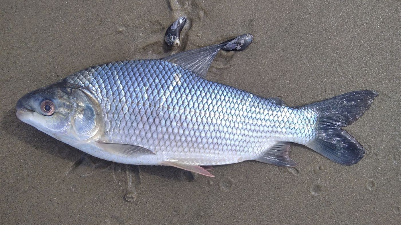 Grumatã, peixe prateado de escamas grandes, deitado sobre areia molhada