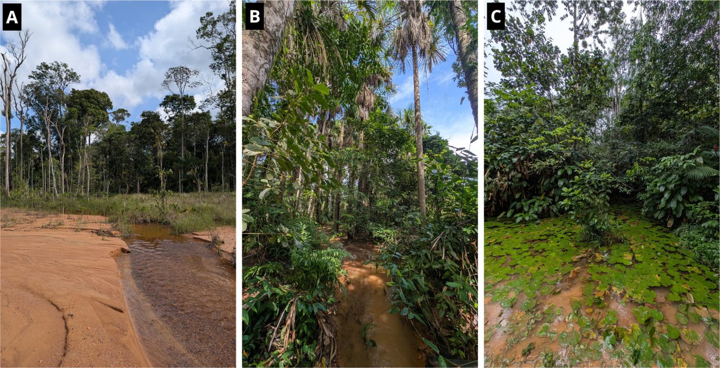 Três cenas de mata no Rio Cajari: igarapé de água marrom ao lado de areia, riacho entre palmeiras e poça coberta de plantas flutuantes