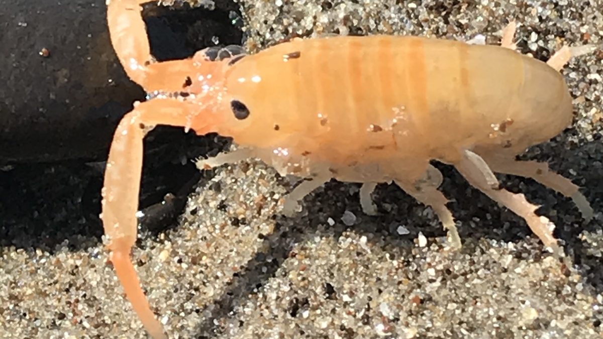 Pulga-da-areia alaranjada da espécie Megalorchestia corniculata andando sobre areia úmida junto a uma pedra escura
