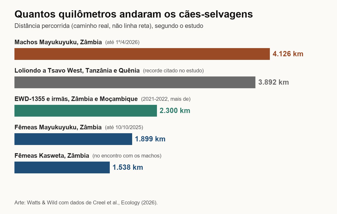 Gráfico: os machos Mayukuyuku andaram 4.126 km; o deslocamento de Loliondo a Tsavo West, 3.892 km; EWD-1355 e irmãs, mais de 2.300 km; as fêmeas Mayukuyuku, 1.899 km; as fêmeas Kasweta, 1.538 km