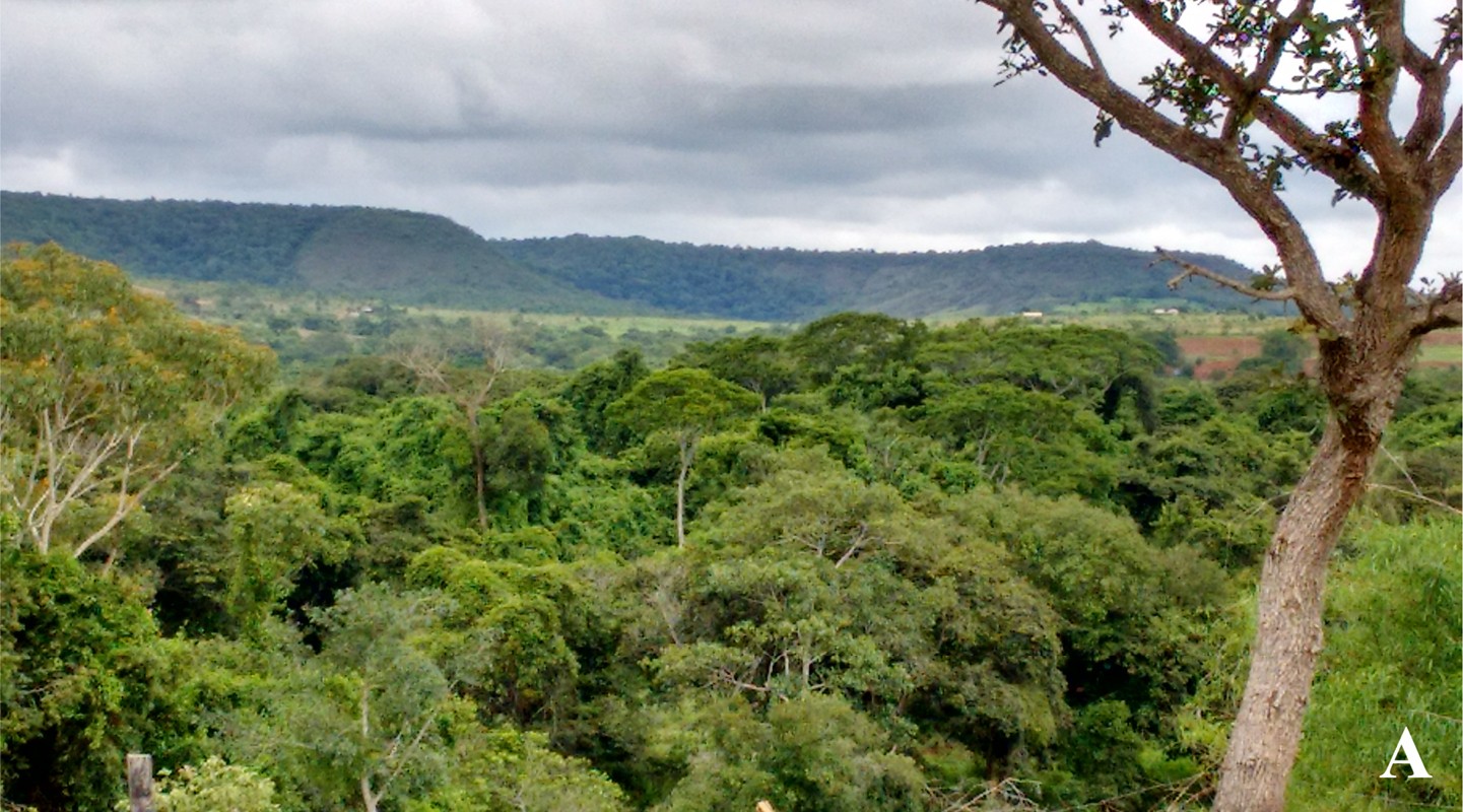 Mata semidecídua em contato com a mata de galeria do rio São Bartolomeu, em Luziânia, Goiás, onde vive a rã-de-vidro Vitreorana micaelae