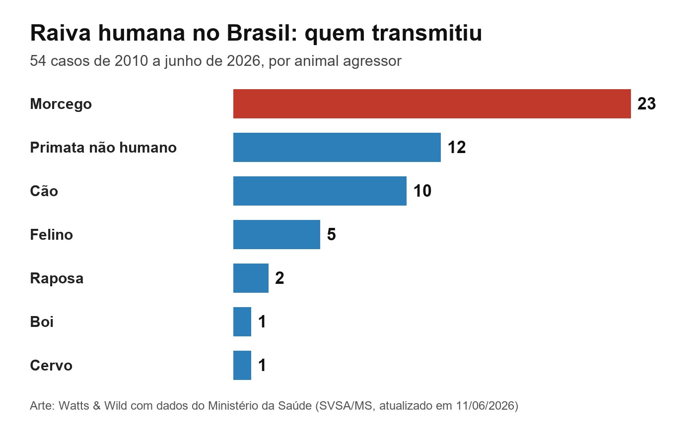 Gráfico de barras dos 54 casos de raiva humana no Brasil de 2010 a junho de 2026 por animal agressor: morcego 23, primata não humano 12, cão 10, felino 5, raposa 2, boi 1 e cervo 1