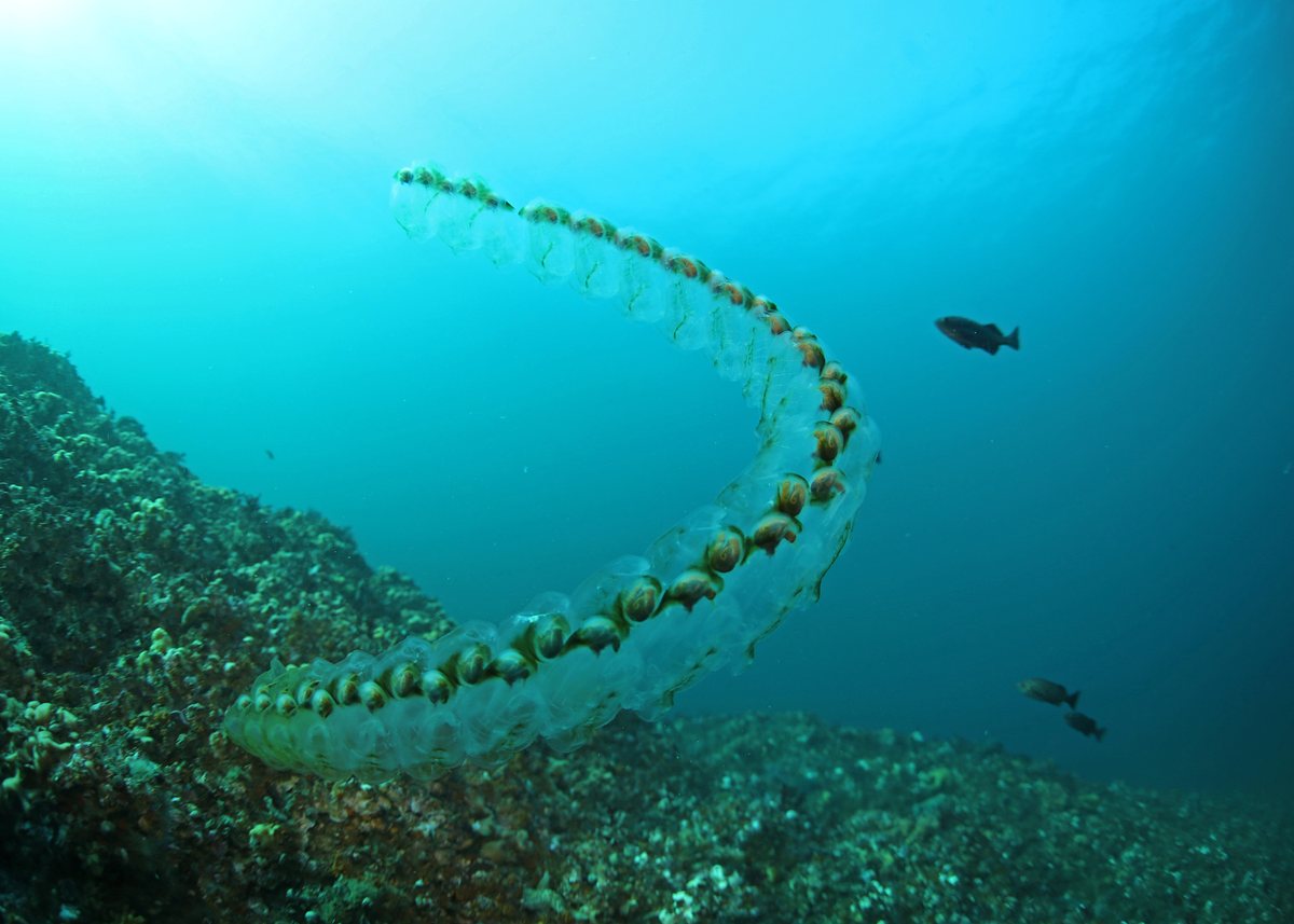 Longa corrente de salpas em curva sobre um fundo rochoso, com peixes nadando ao redor
