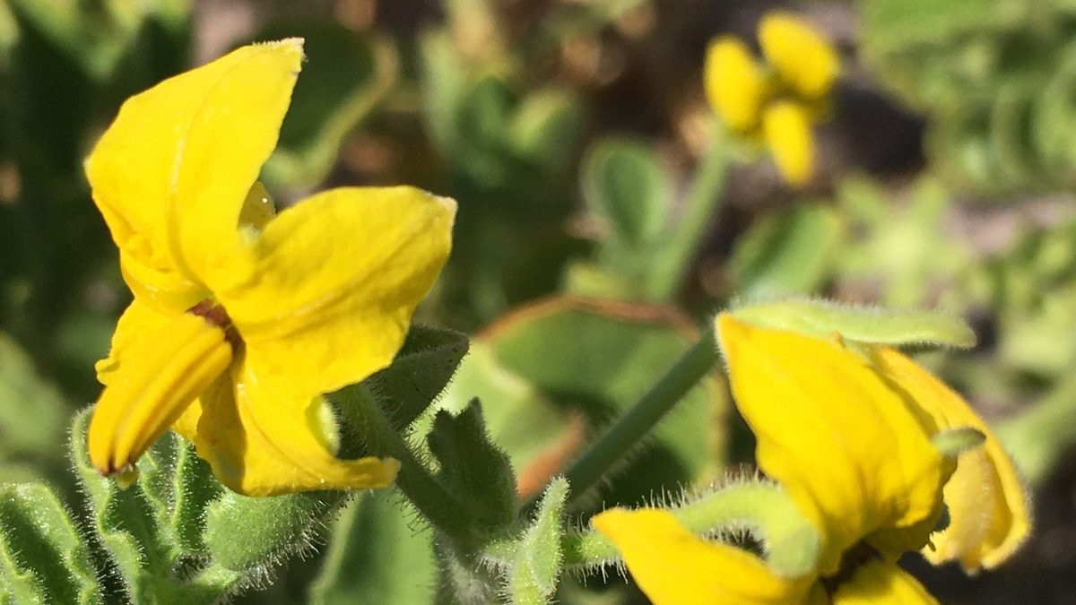 Flores amarelas e folhas peludas do tomate silvestre Solanum pennellii, a espécie estudada, em close sobre fundo de mato