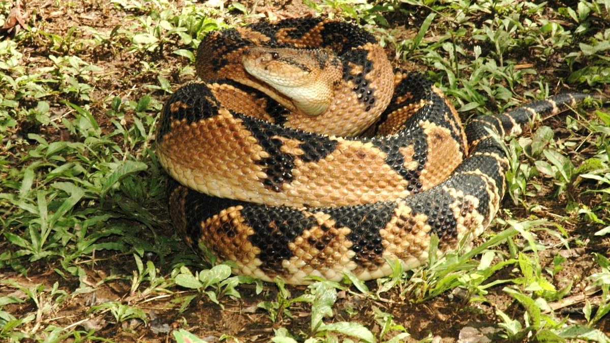 Surucucu-pico-de-jaca com manchas pretas em losango sobre fundo alaranjado, enrolada na grama