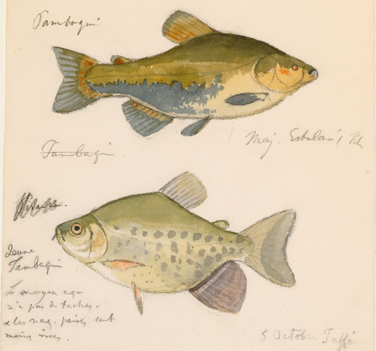 Aquarela de 1865 com dois tambaquis, um deles identificado como jovem, pintada em Tefé, no Amazonas