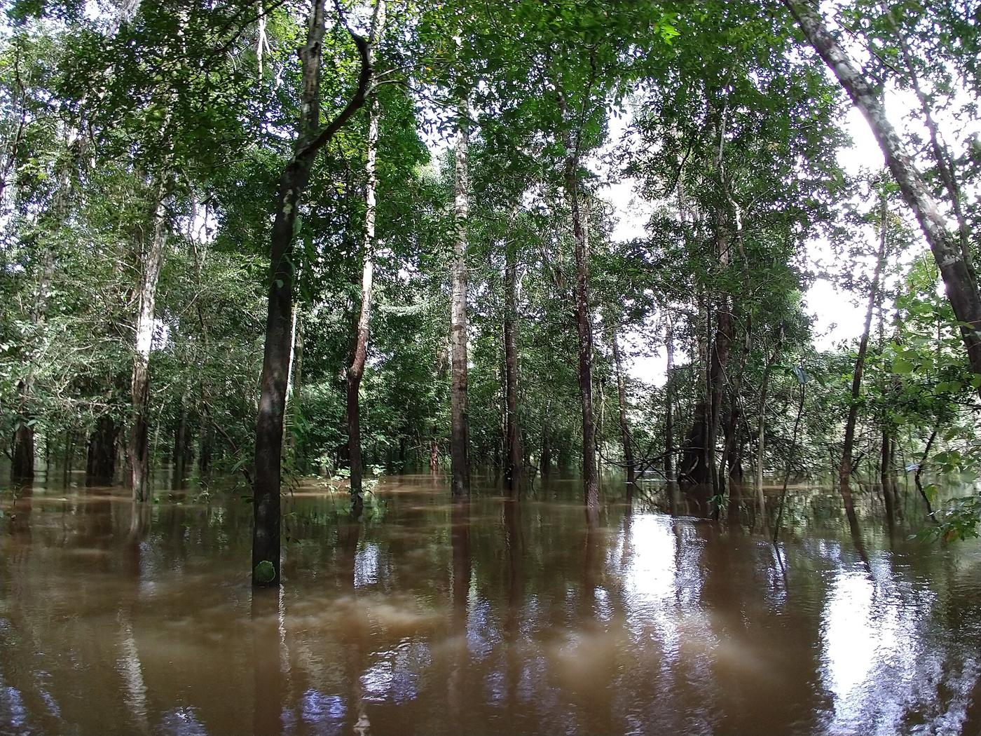 Floresta alagada na Reserva Biológica do Abufari, em Tapauá, no Amazonas, ambiente onde o tambaqui se alimenta na cheia