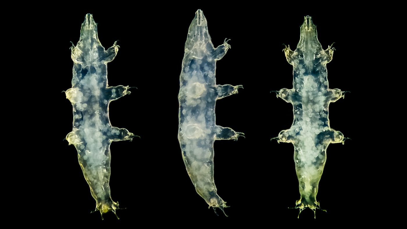 Três tardígrados Milnesium vistos em campo escuro, de frente, de lado e de costas, com corpo translúcido e patas com garras