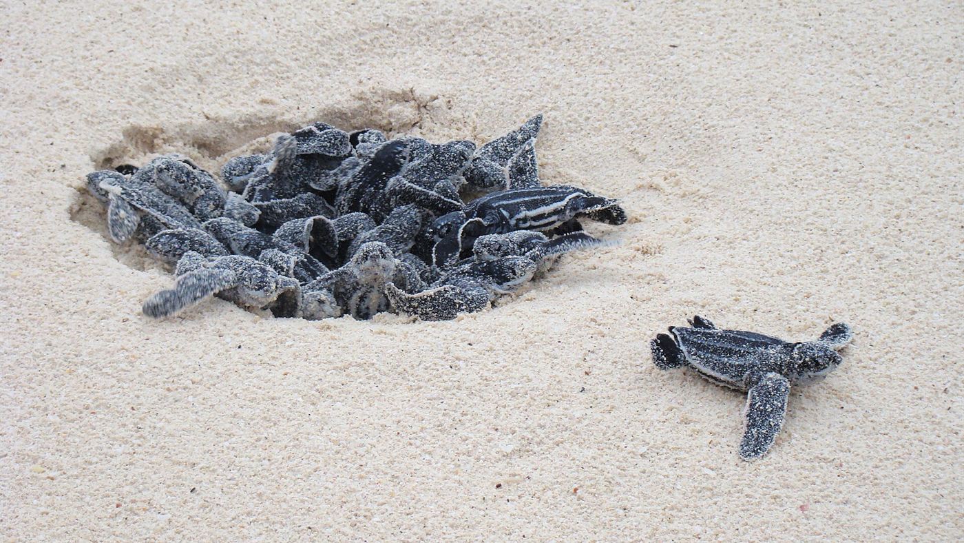 Filhotes de tartaruga-de-couro saem do ninho e seguem para o mar, em Aruba