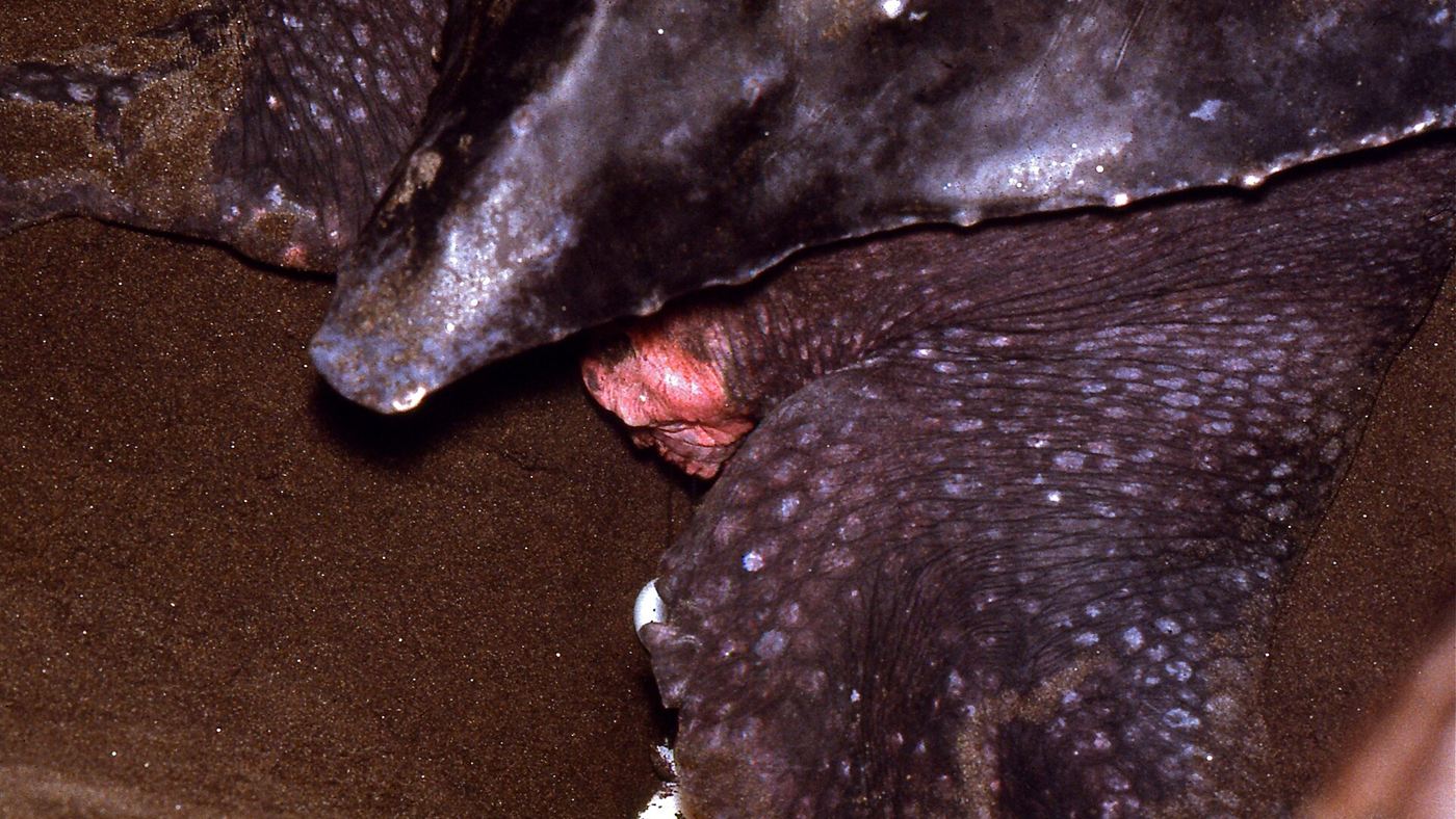 Fêmea de tartaruga-de-couro deposita ovos na areia durante a desova, em Tortuguero, na Costa Rica
