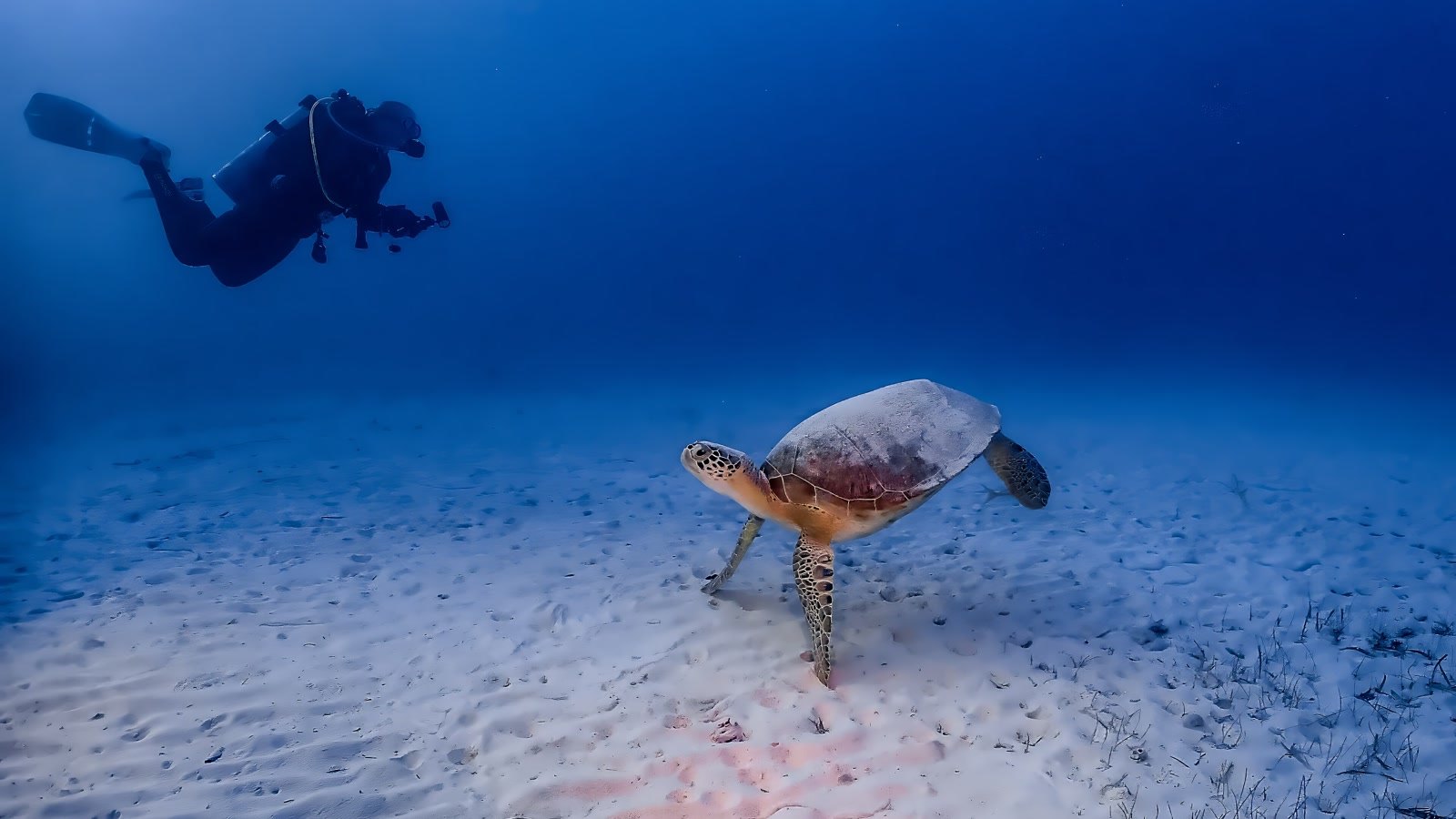 Imagem de divulgação: Tartaruga-verde que come de tudo quando filhote muda o prato ao chegar à costa