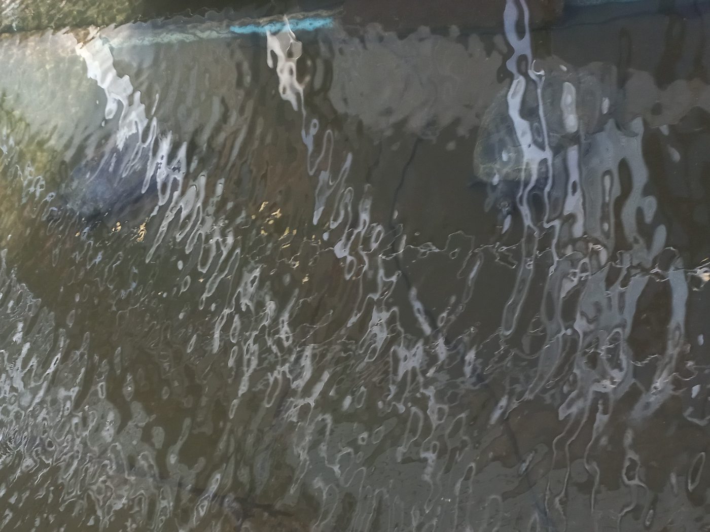 Vultos de tartarugas sob a água ondulada do espelho d'água do Palácio do Itamaraty, em Brasília, em janeiro de 2023