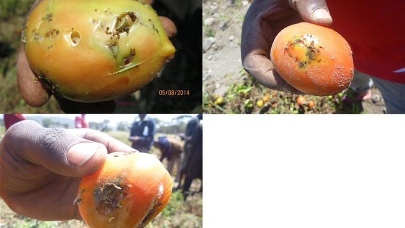 Tomates com furos causados pela lagarta de traça, a praga que costuma ser confundida com marca de mordida de cobra
