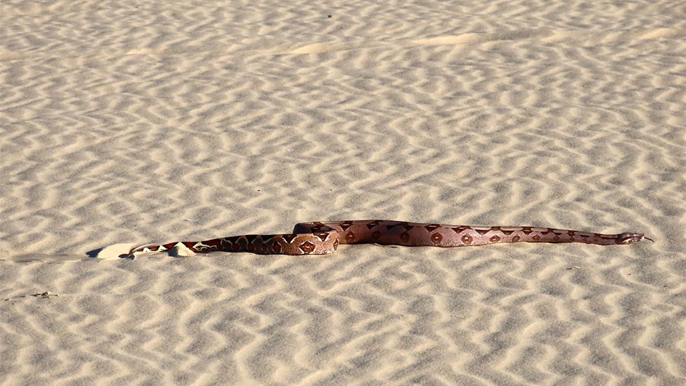Jiboia (Boa constrictor) fotografada nas dunas de Jericoacoara, no Ceará; a espécie é carnívora e não tem interesse em frutas