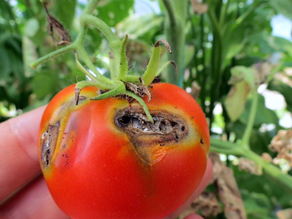 Tomate vermelho na mão de uma pessoa com a casca aberta e escurecida por uma galeria cavada por larvas da traça-do-tomateiro