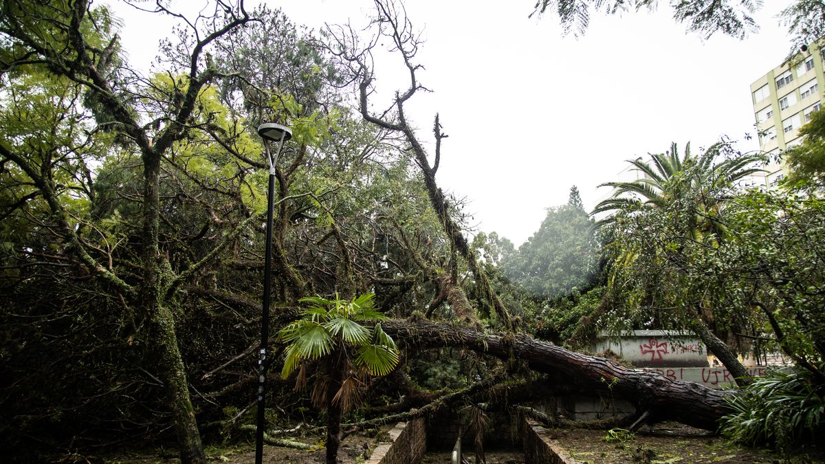 Tronco grosso caído atravessando uma praça arborizada em Pelotas depois de ventania, com galhos espalhados pelo chão