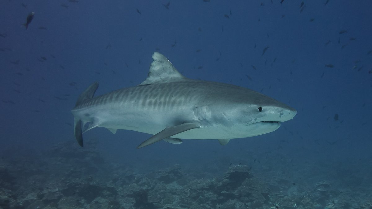 Tubarão-tigre visto de perfil sobre um recife, com as listras escuras no flanco e peixes pequenos ao fundo