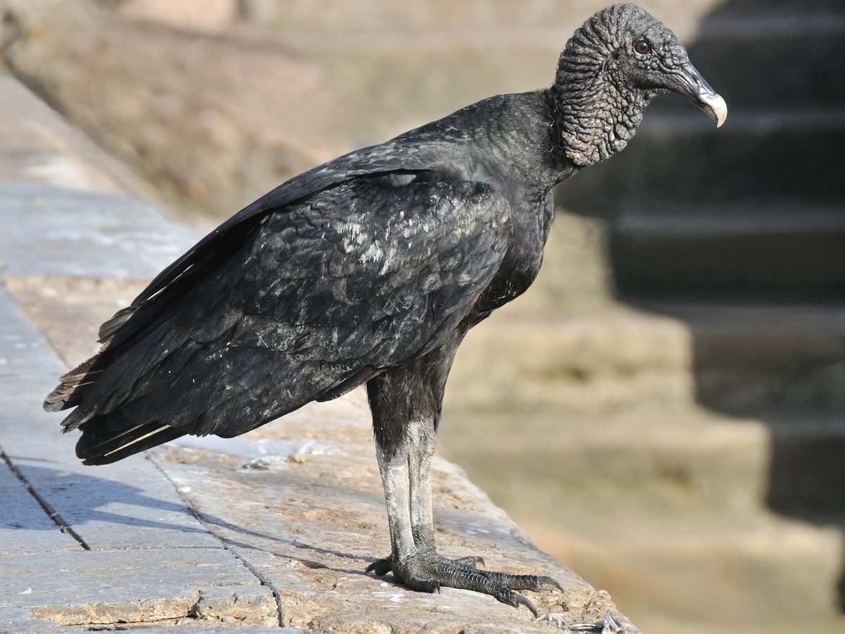 Urubu-de-cabeça-preta parado na beira de um cais de pedra, de perfil, com as pernas claras à mostra