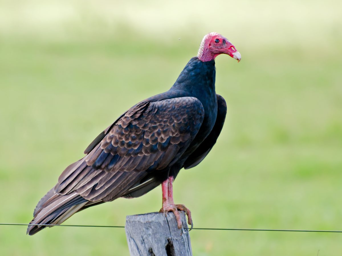 Urubu-de-cabeça-vermelha pousado no alto de um mourão de cerca, com as pernas rosadas à mostra e pasto verde ao fundo