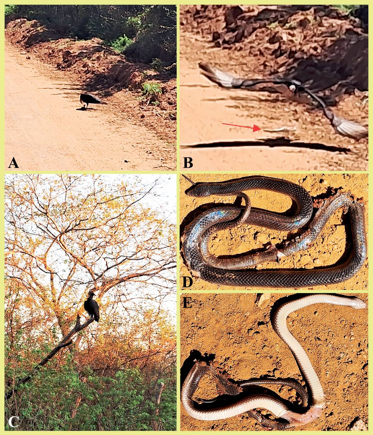 Painel com cinco fotos do flagrante: o urubu-preto na estrada de terra sobre a cobra, a ave levantando voo, o urubu pousado num galho e a muçurana de costas e de barriga, com a pele arrancada