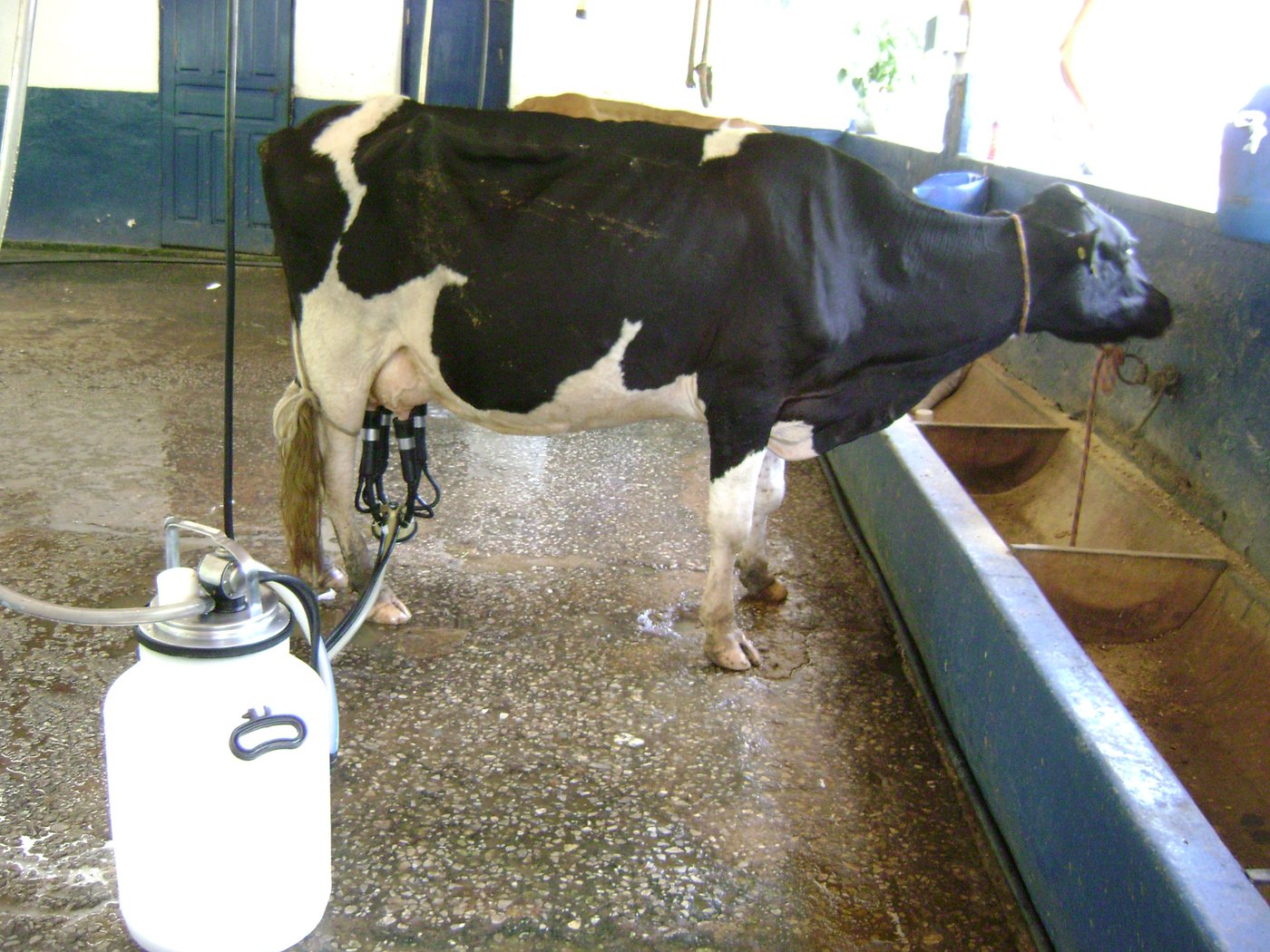 Vaca holandesa preta e branca com as teteiras da ordenhadeira mecânica presas ao úbere, ao lado do cocho azul, num estábulo de chão molhado em Minas Gerais