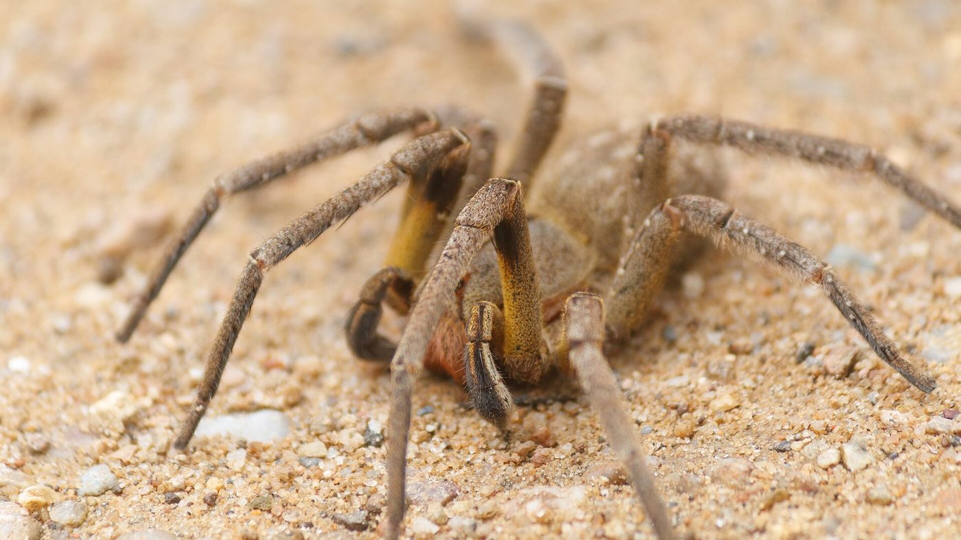 Aranha-armadeira (Phoneutria nigriventer) em posição de defesa sobre o solo, espécie de importância médica no Brasil