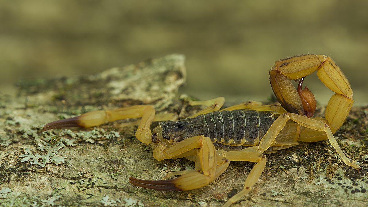 Escorpião-amarelo (Tityus serrulatus) sobre tronco, espécie responsável pela maioria dos acidentes com escorpião no Brasil