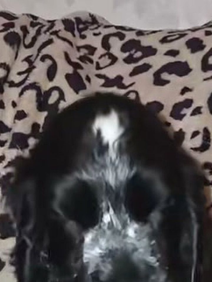 Cachorro narcolepsia: vídeo de Gösta viraliza