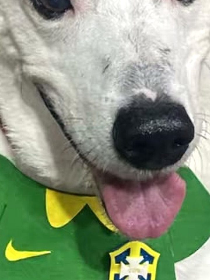 Cachorro com vitiligo: o caso Buddy Jackson